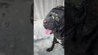 Video preview image #1 Mastiff Puppy For Sale in Goodyear, AZ, USA