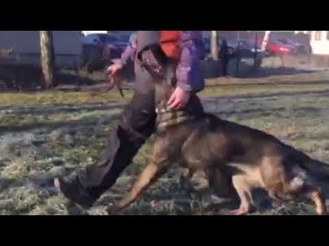 Gerron z Vodňanské doliny (7 months)  -  short obedience training