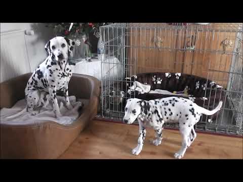 Ein Welpe zieht ein - Alltagstraining