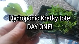 Indoor HYDROPONIC Lettuce- DAY ONE!
