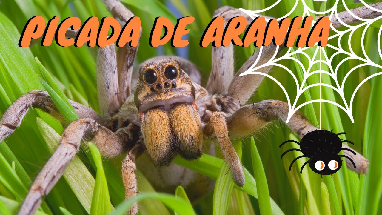 Picada de Aranha - O que fazer?