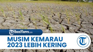 Ada Potensi El Nino, Kemarau 2023 Diprediksi Berisiko Lebih Kering Dibandingkan 3 Tahun Terakhir