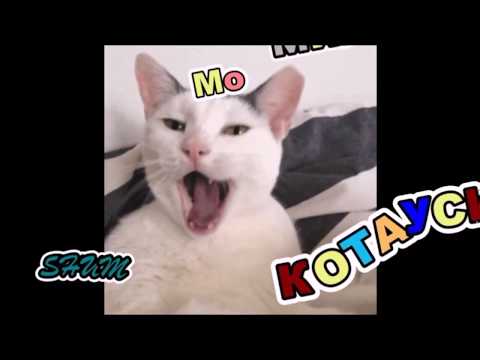 Мои милые КОТАУСИ и другие #4
