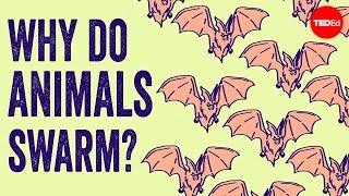 Why do animals form swarms? - Maria R. D'Orsogna