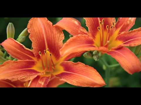 Ron & Fez - Lilly's Farewell Party (Feat. Anthony Cumia)