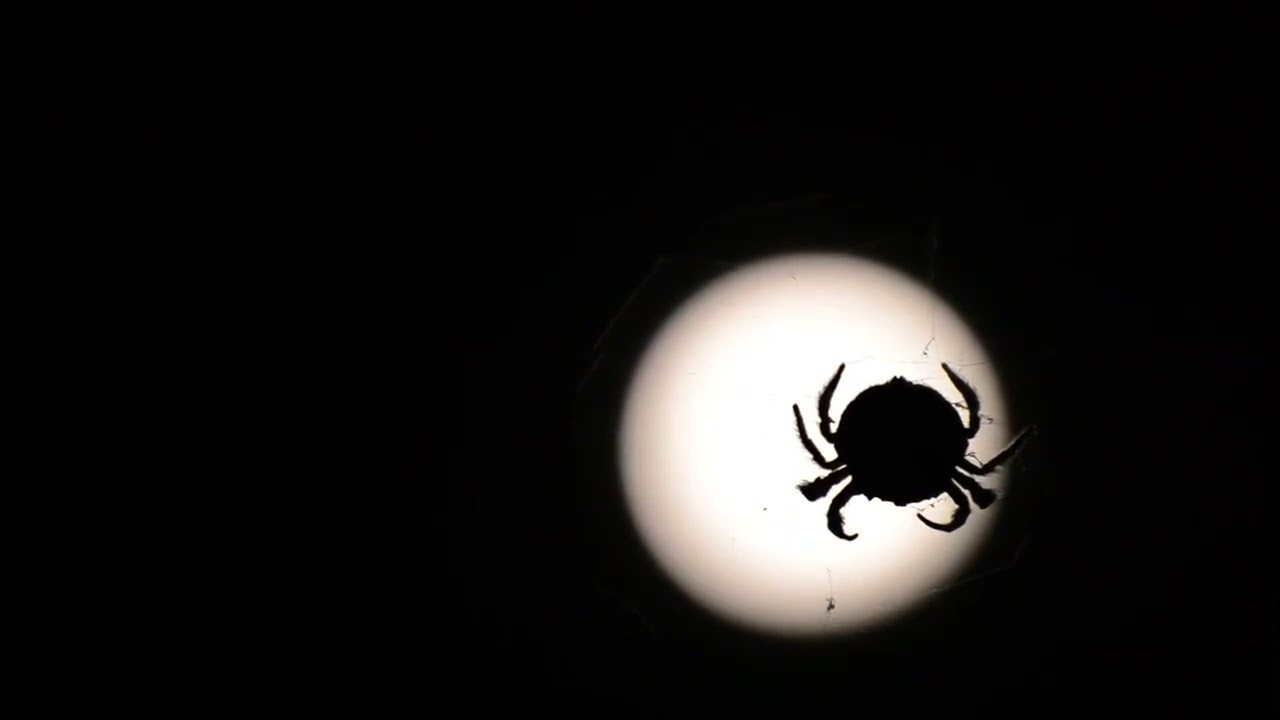 Exploring 'I Am' Meditation by Dr. Wayne Dyer