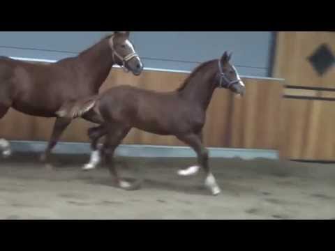 Fiderbach x Tania vh Wintershof(Codex Landadel colt 4 months old
