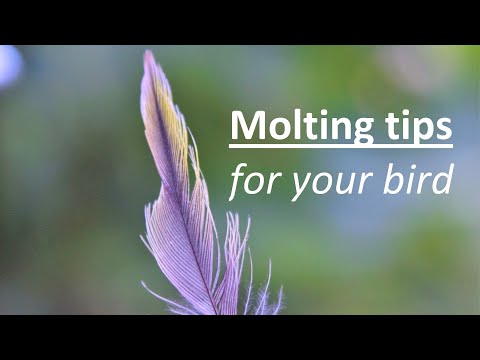 How to help your canary when is moulting