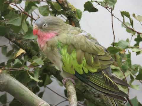 Erinnerungen Exotica Werder - Vögel