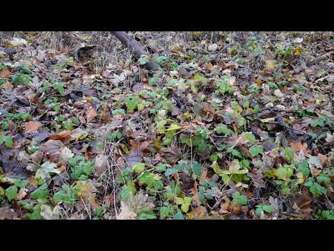Stoffkreislauf am Beispiel Wald