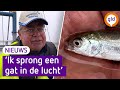 'Heel bijzonder', zeer zeldzame vis gevonden in Waal
