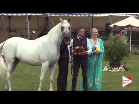 3rd Place N.144 BINT TAHANIE - Ströhen 2015 B-Show - Senior Mares Championship (Class R)