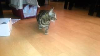 Download lagu Kiko: Zombie mp3