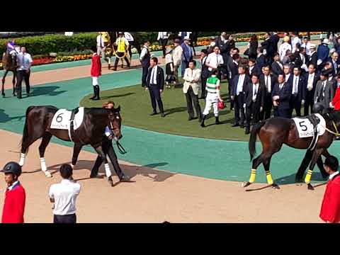 The 18 contenders for the GI 2019 Japanese Derby, Tokyo Yushun in the parade ring