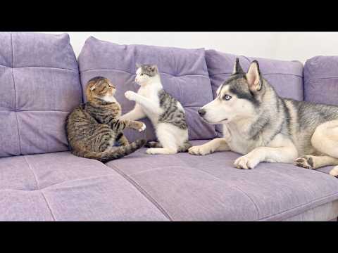 YouTube 썸네일