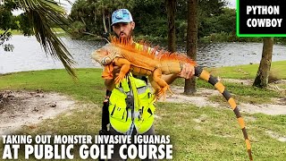 Hired To Take Out Monster Invasive Iguanas At Public Golf Course