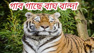 গাব গাছে বাঘ বান্দা 🤣🤣🤣মজার ভিডিও 😂😂😂