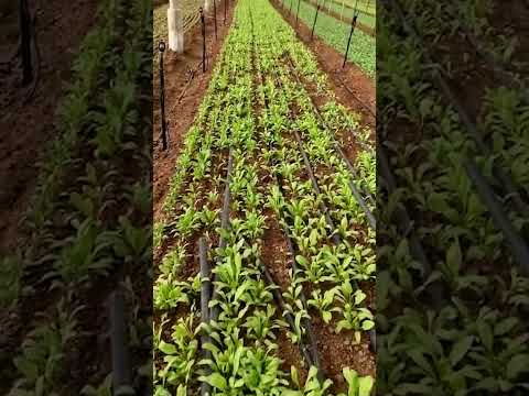 #Growinggreens #farmingwithshankar #bangalore #organicvegetable #organicfarming