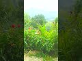 Beautiful Flowers In The Forest Flower Forest Life Beauty Humor Love Music Song Fun Wood