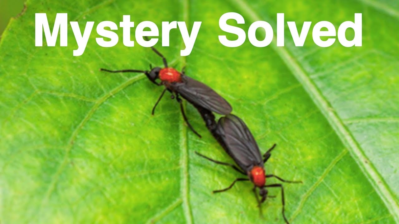 Love Bugs - Mystery Solved