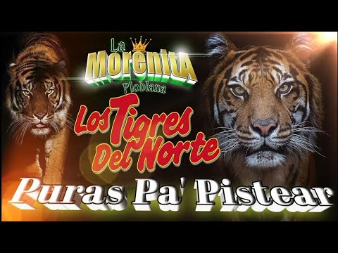 puras pa' pistear// los tigres del norte