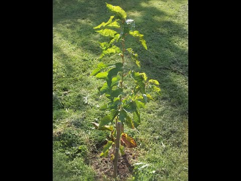 Cherry Tree from Seed year 2 Update