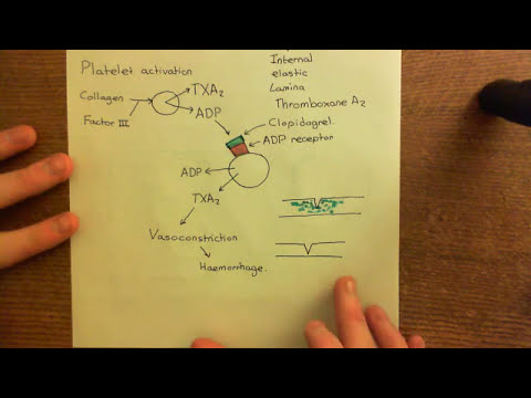 Introduction to Hemostasis Part 3