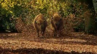 Spot reklamowy - Żubr