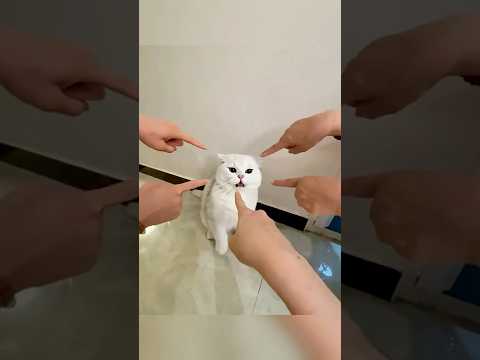 큰 웃음주는 귀여운 고양이들의 반응들~귀여움주의