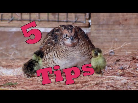 , title : '5 Easy Tips to Breed QUAILS Naturally'