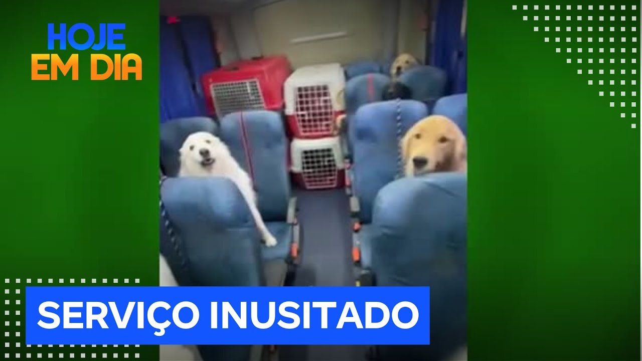 Personagens do Brasil: Conheça o ônibus ‘escãolar’ que leva alunos de quatro patas para a creche