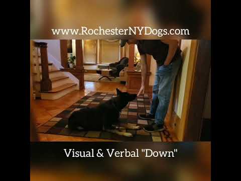 Rochester NY Dogs video.