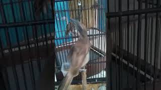 Download lagu koak kaok blorok gacor mp3