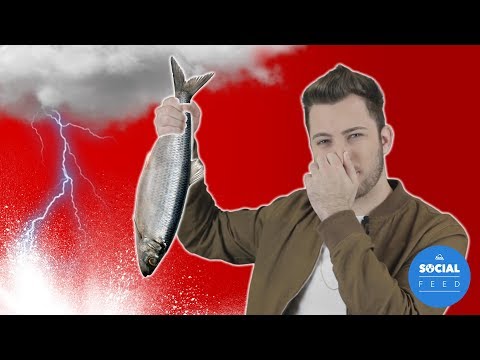 It's Raining Fish in Malta! - SocialFeed