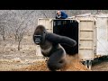 Watch These Animals Being Freed For The First Time DEFAULT Thumbnail