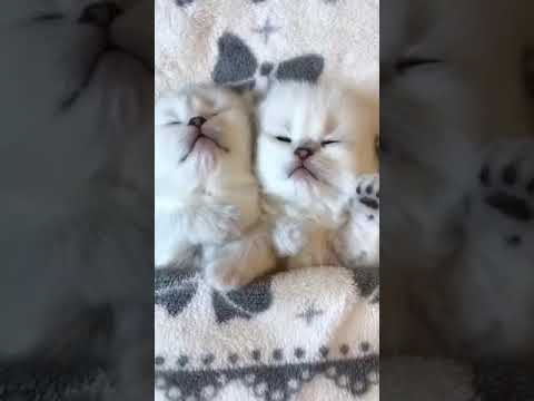 A Twin Cats 😺😺 - Funny Animals Life