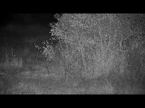 Djuma: Lone Hyena passing through - 02:02 - 09/14/21