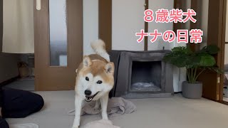[日常VLOG] お散歩に連れて行きたいんだけど、なんか無理そう😂