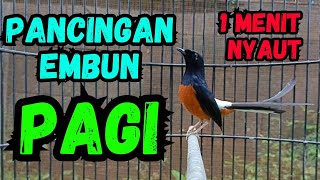 Download lagu murai batu gacor efektif untuk pancingan murai batu agar langsung cepat bunyi | murai batu gacor mp3 Download lagu murai batu gacor efektif untuk pancingan murai batu agar langsung cepat bunyi | murai batu gacor mp3