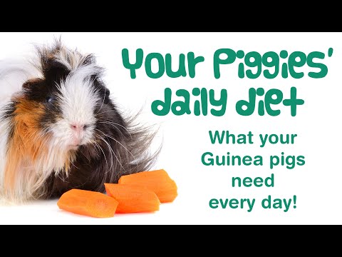 What Does a GUINEA PIG Eat? | Guinea Pig DAILY DIET | Feeding Guinea Pigs & Best Food