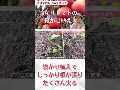 2024年に室内でトマトの苗を植え始めるのはいつですか?  庭園