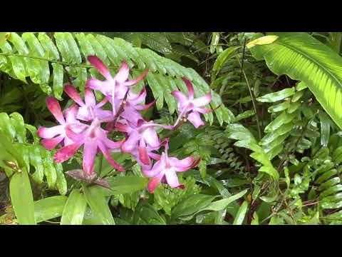 #Singapore Botanic Gardens | National Orchid Garden | Tropical Montane Orchidetum | garden tour.