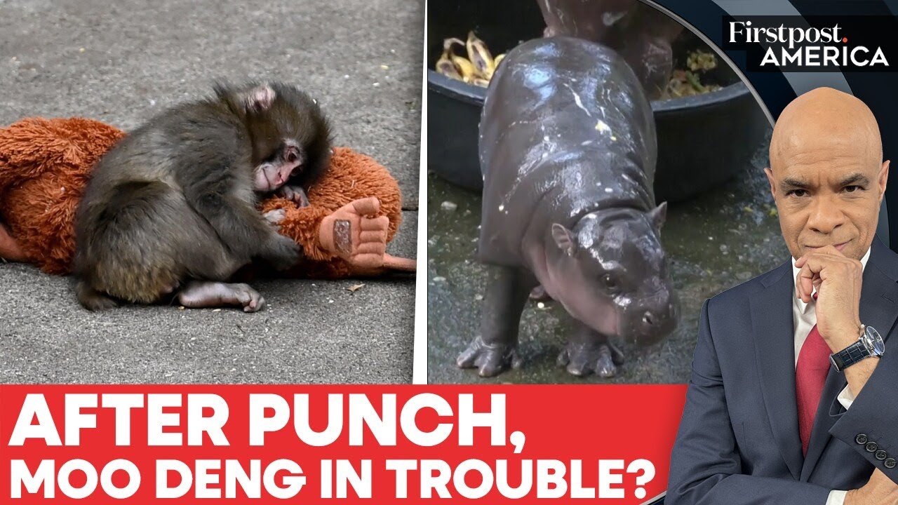 Thailand: Fans Concerned Over Moo Deng’s Living Conditions, Zoo Issues Statement | Firstpost America