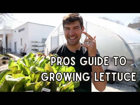 Do THIS To Grow TONS Of Picture Perfect Lettuce!