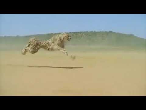 Leopard speed