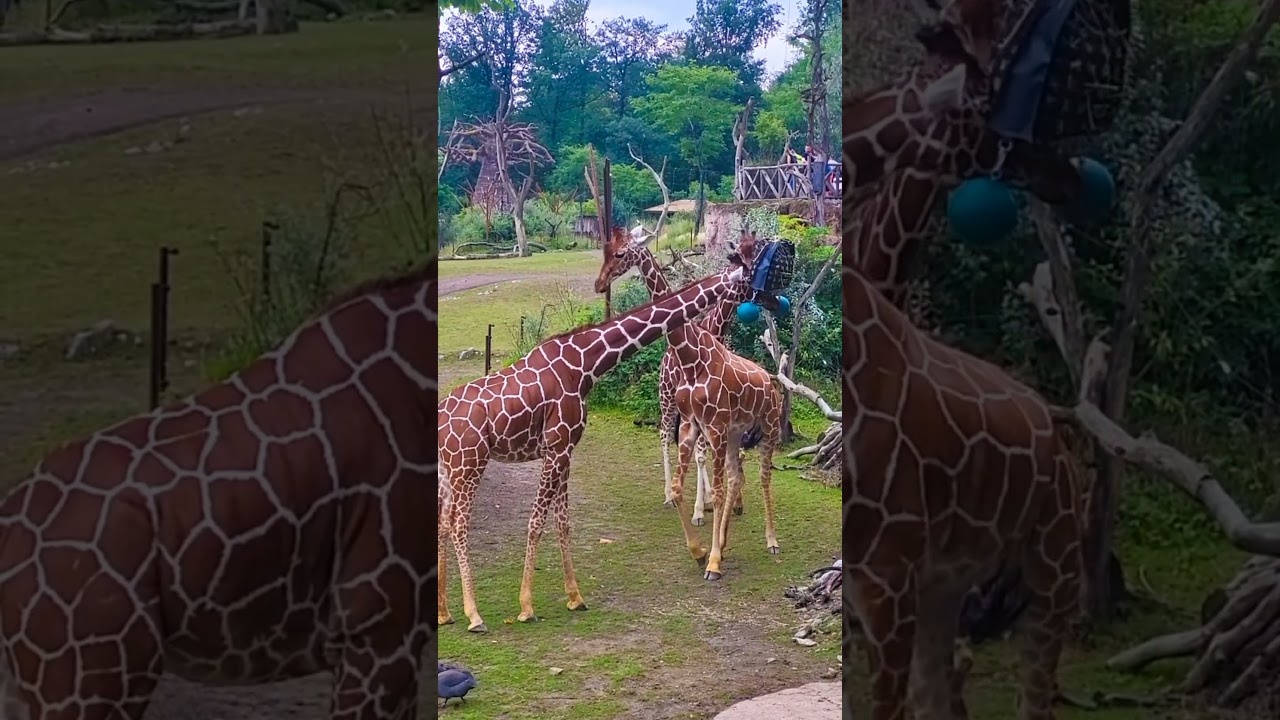 YouTube Short thumbnail