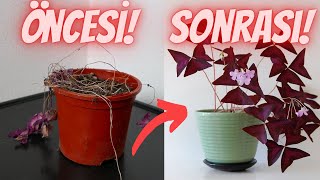 Ölmekte Olan Uyku Çiçeğimi Nasıl Kurtardım? Uyku Çiçeği Bakımı ve Canl