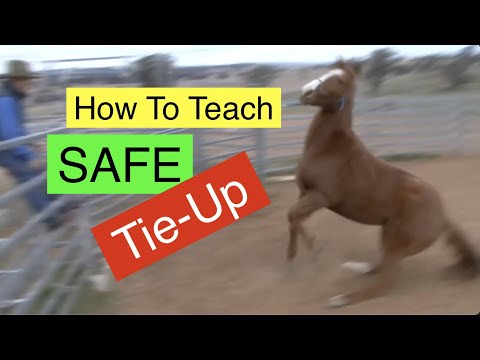 YouTube video about: How to teach a horse to stand tied?