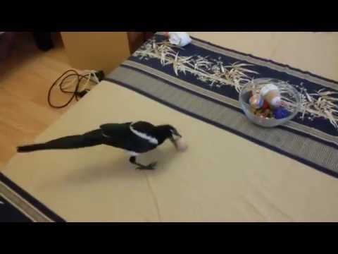 magpie Paco Gotchev - footballer. сврака Пако Гучев - футболист