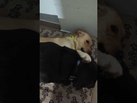 My Cute & lovely Puppies After Dinner Fighting Everyone 🤠🐶⛄🥕🥦🌽🍠🧅#honeypuppie💕club #trending